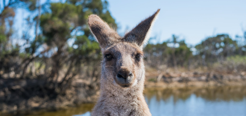 Kangaroo in the outback